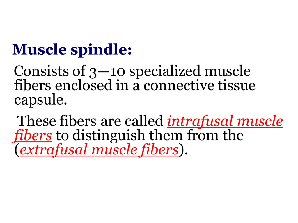 muscle spindle consists of 3 10 specialized