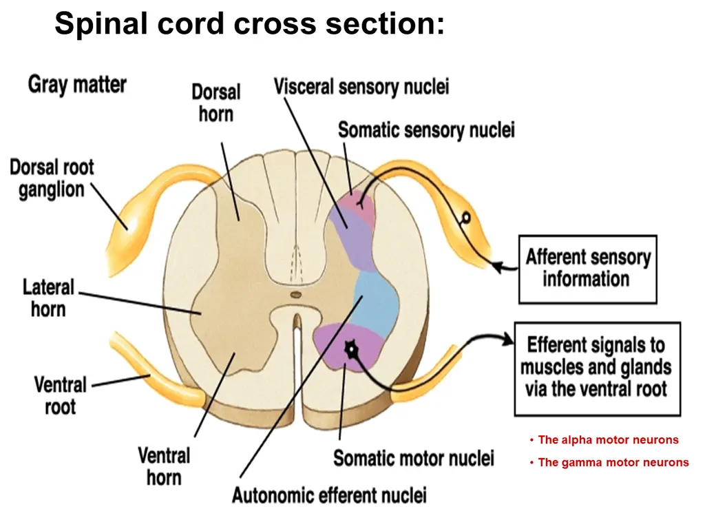 spinal cord cross section