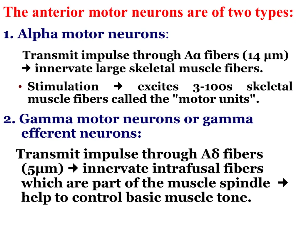 the anterior motor neurons are of two types