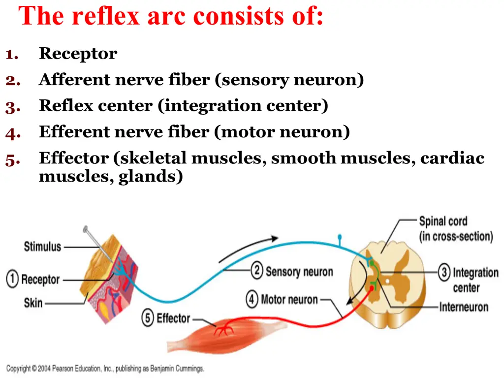 the reflex arc consists of