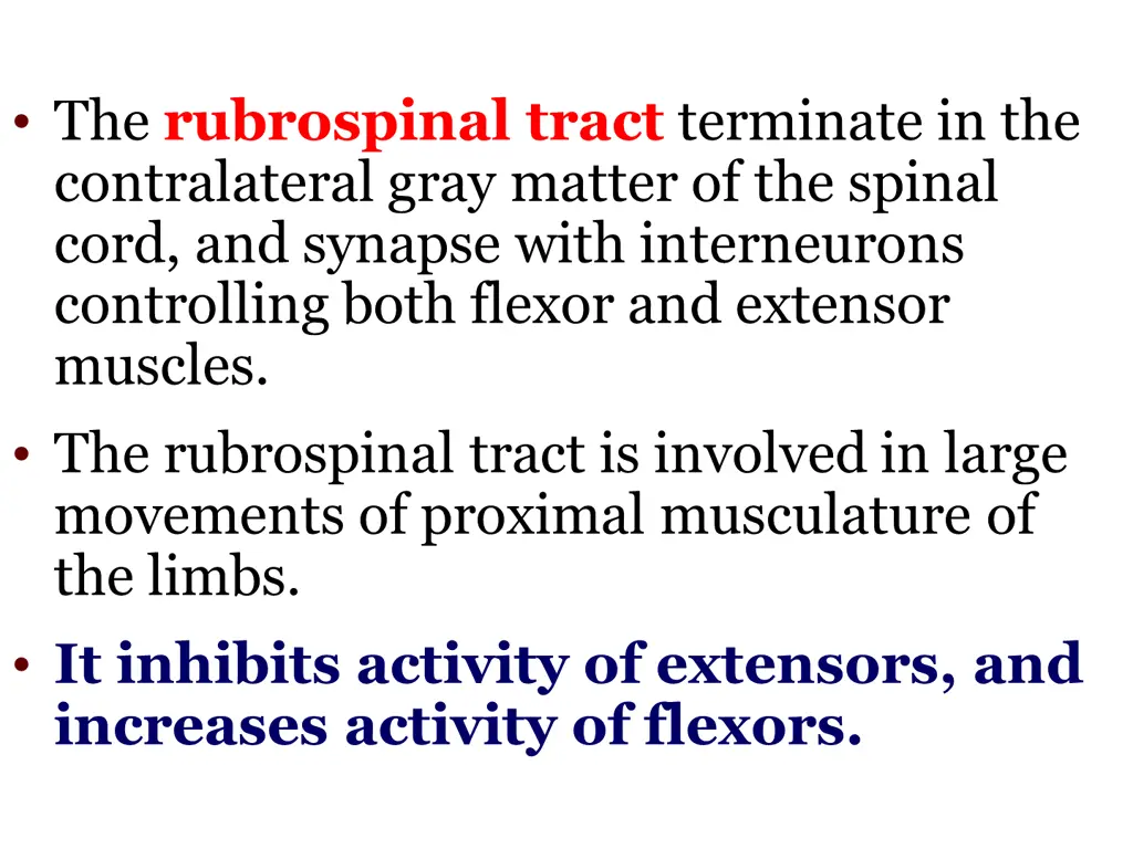 the rubrospinal tract terminate