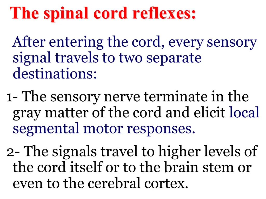 the spinal cord reflexes