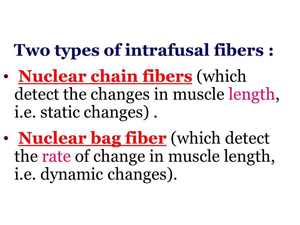 two types of intrafusal fibers nuclear chain