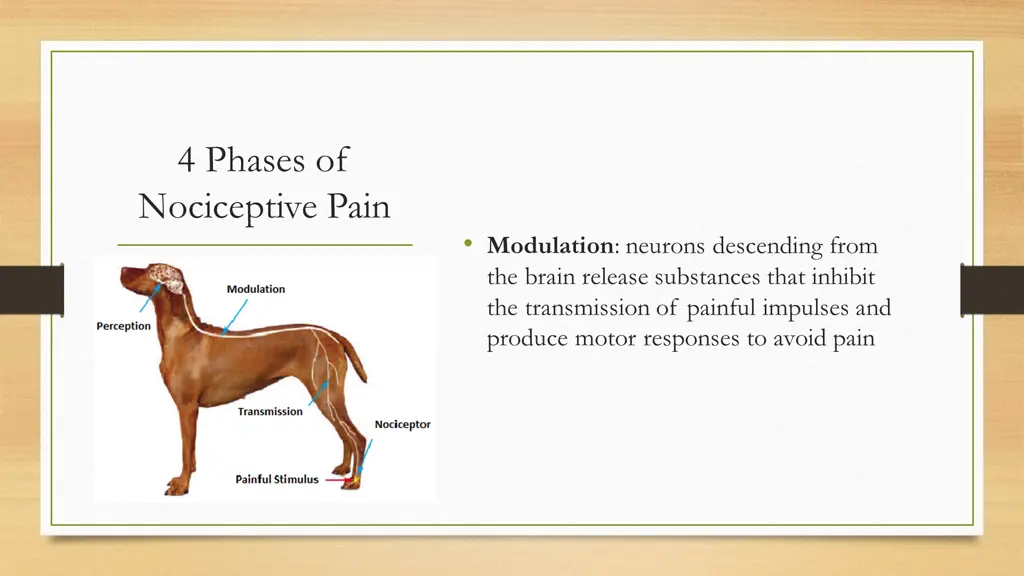 4 phases of nociceptive pain