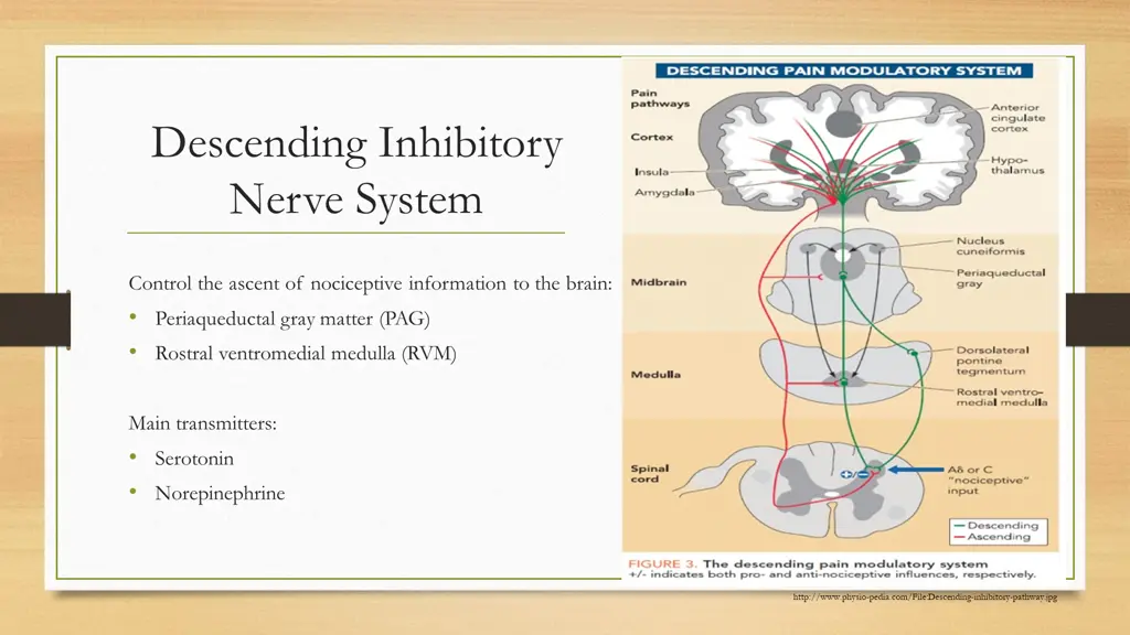 descending inhibitory nerve system