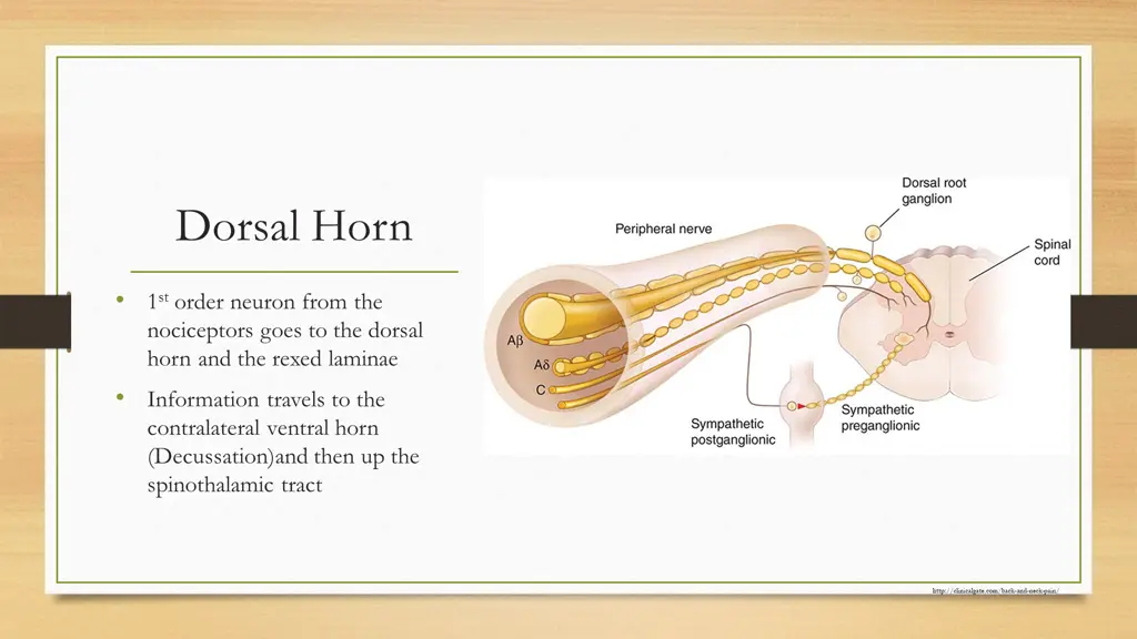 dorsal horn