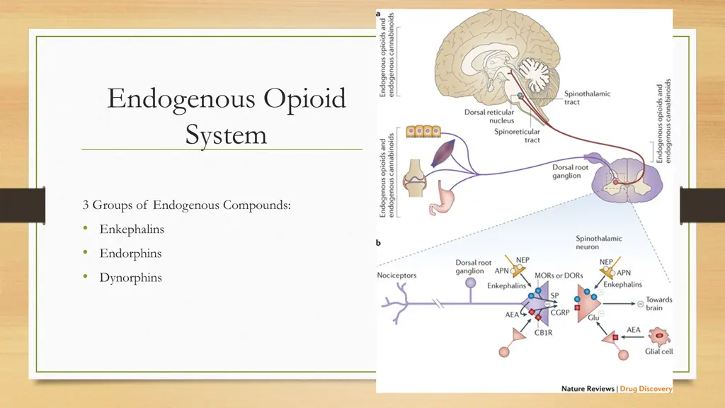 endogenous opioid system