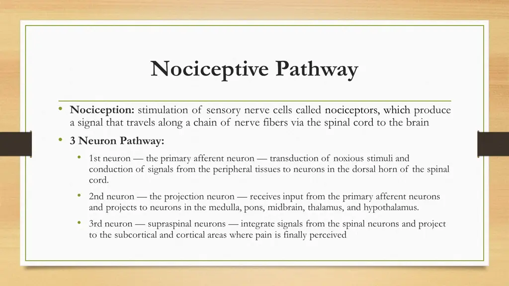 nociceptive pathway
