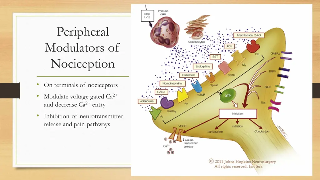 peripheral modulators of nociception