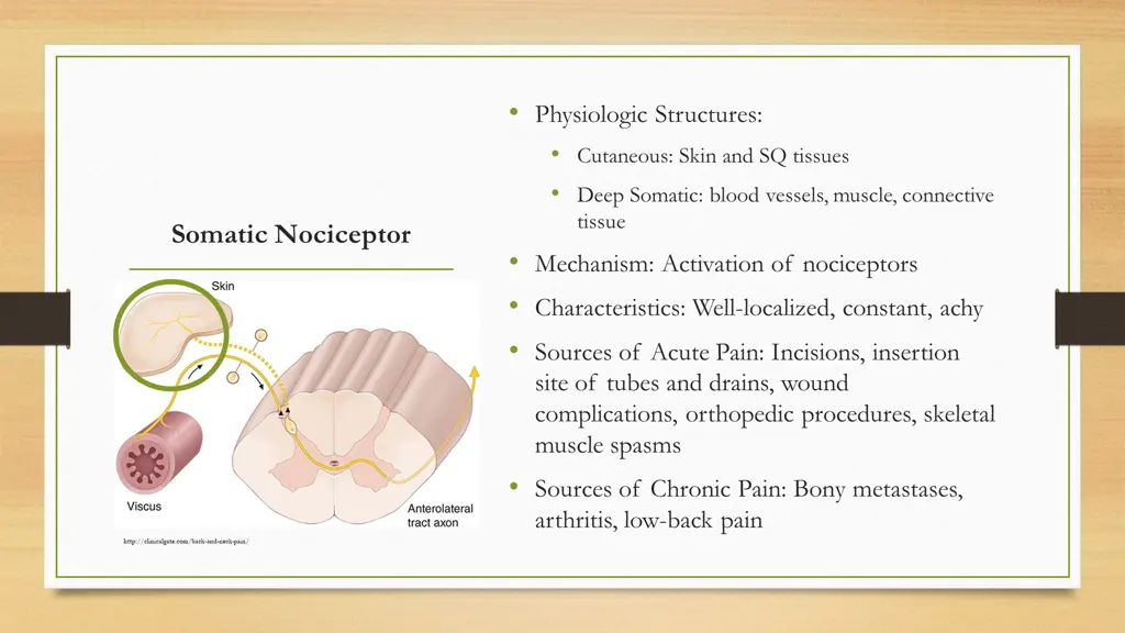 physiologic structures cutaneous skin