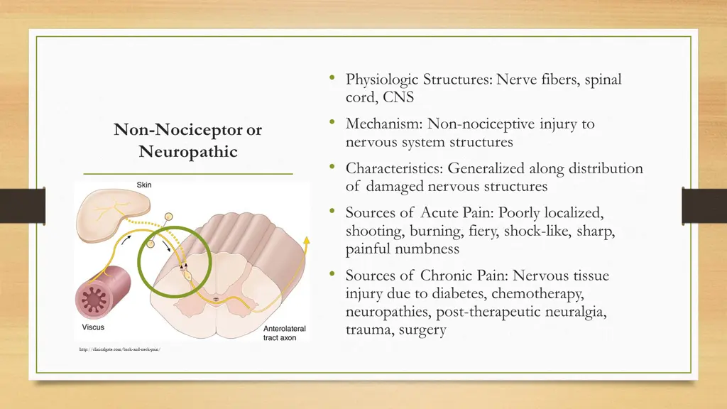 physiologic structures nerve fibers spinal cord
