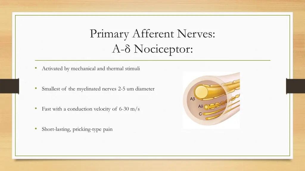 primary afferent nerves a nociceptor