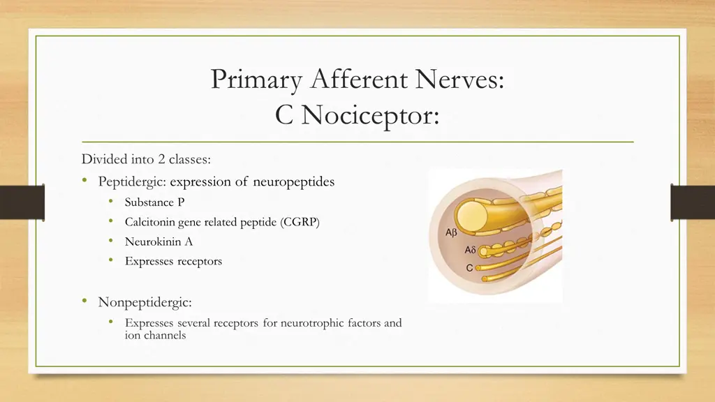 primary afferent nerves c nociceptor