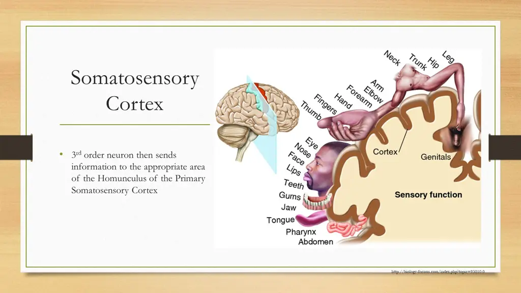 somatosensory cortex