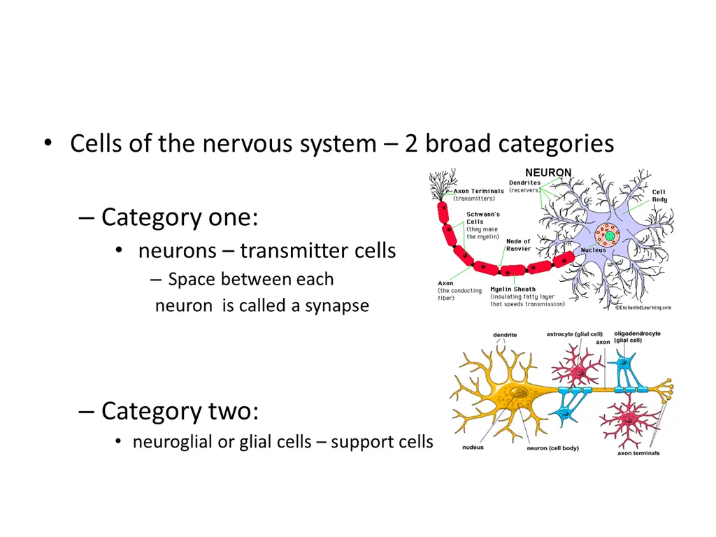 cells of the nervous system 2 broad categories