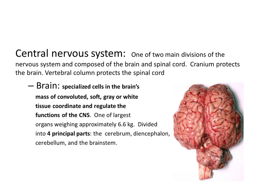 central nervous system one of two main divisions