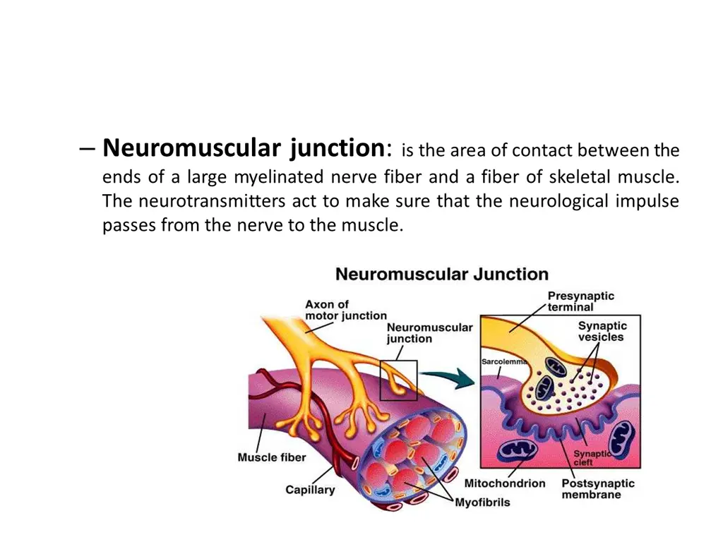 neuromuscular junction is the area of contact