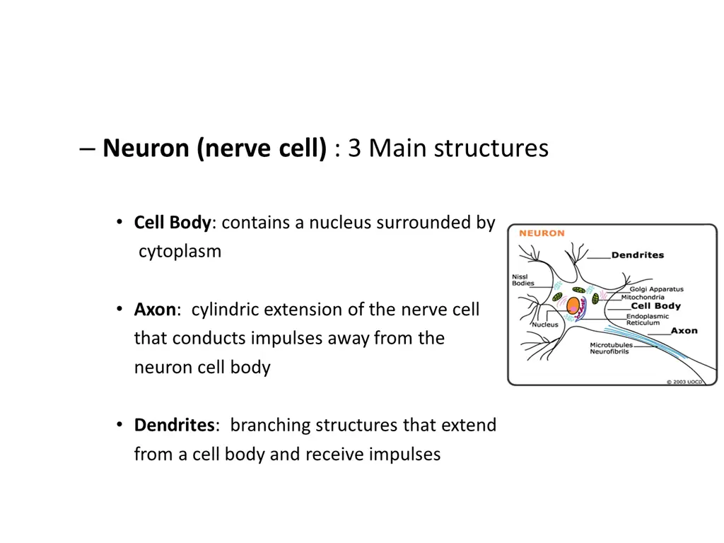 neuron nerve cell 3 main structures