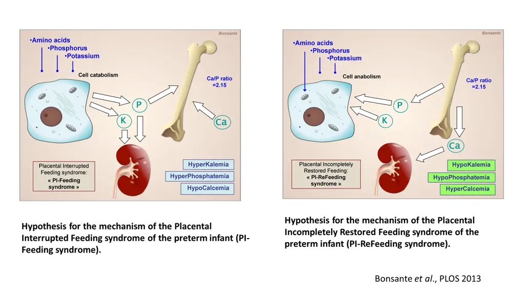 hypothesis for the mechanism of the placental