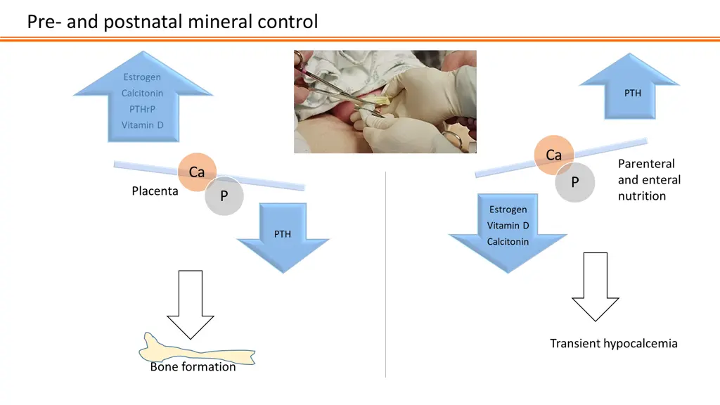 pre and postnatal mineral control