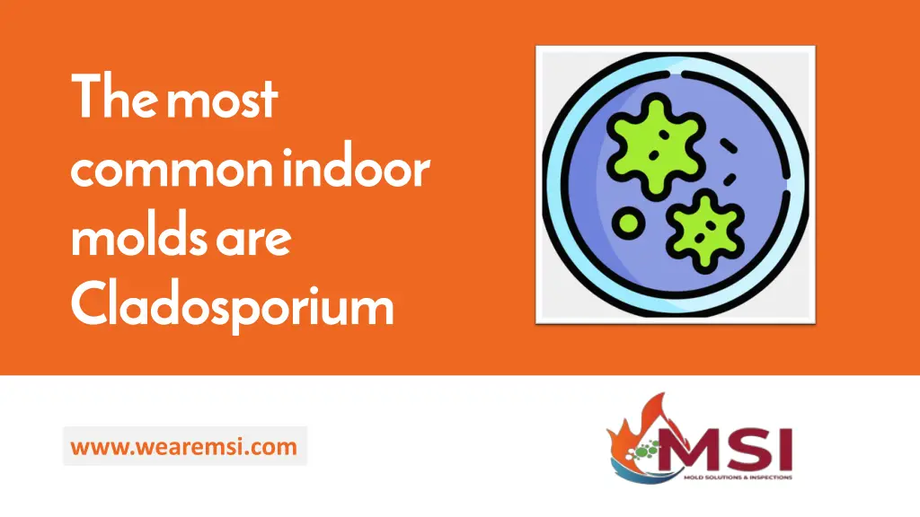 the most common indoor molds are cladosporium