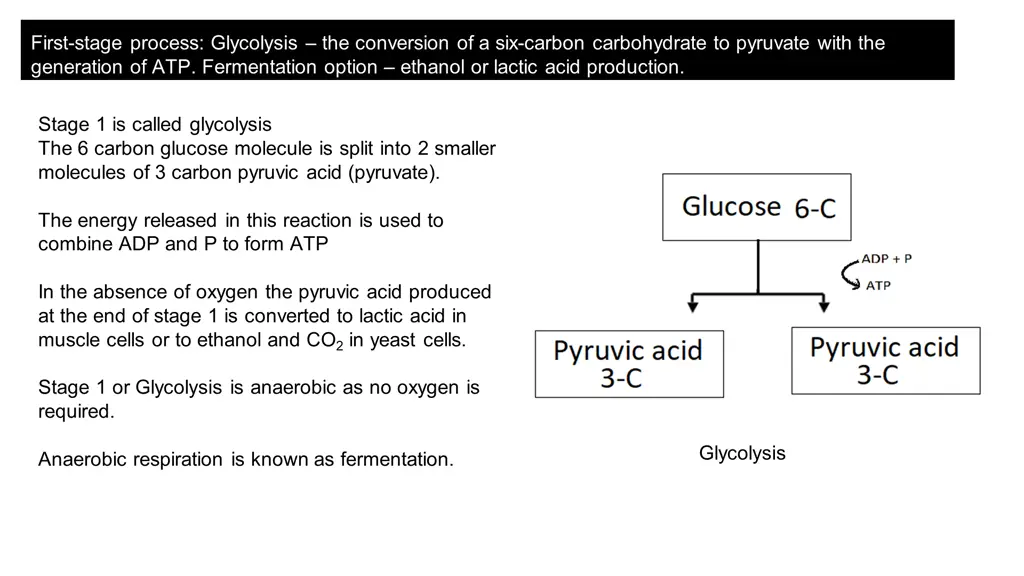 first stage process glycolysis the conversion