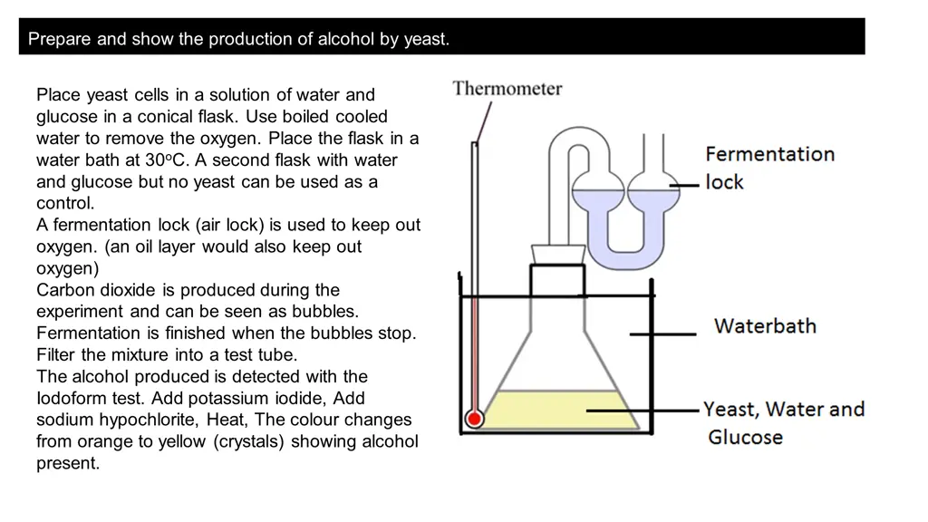 prepare and show the production of alcohol