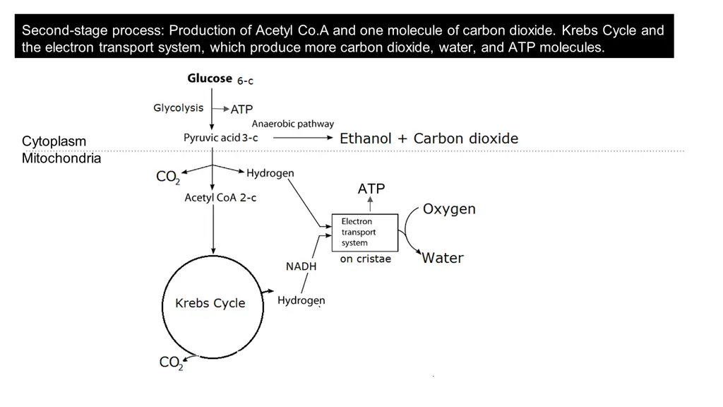 second stage process production of acetyl