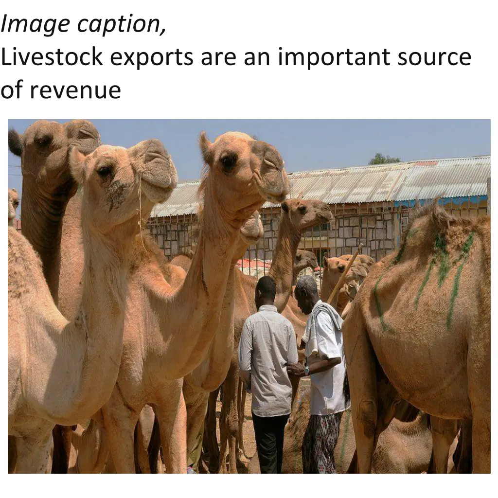 image caption livestock exports are an important