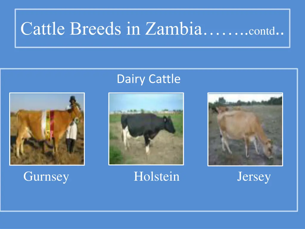 cattle breeds in zambia contd 1