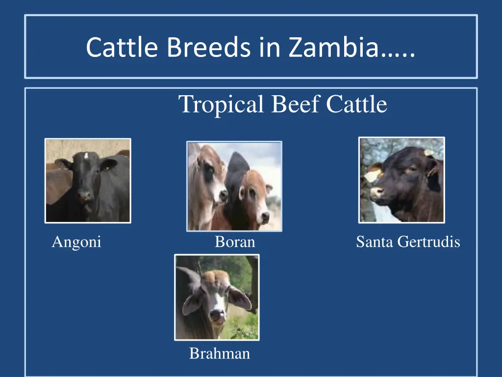 cattle breeds in zambia