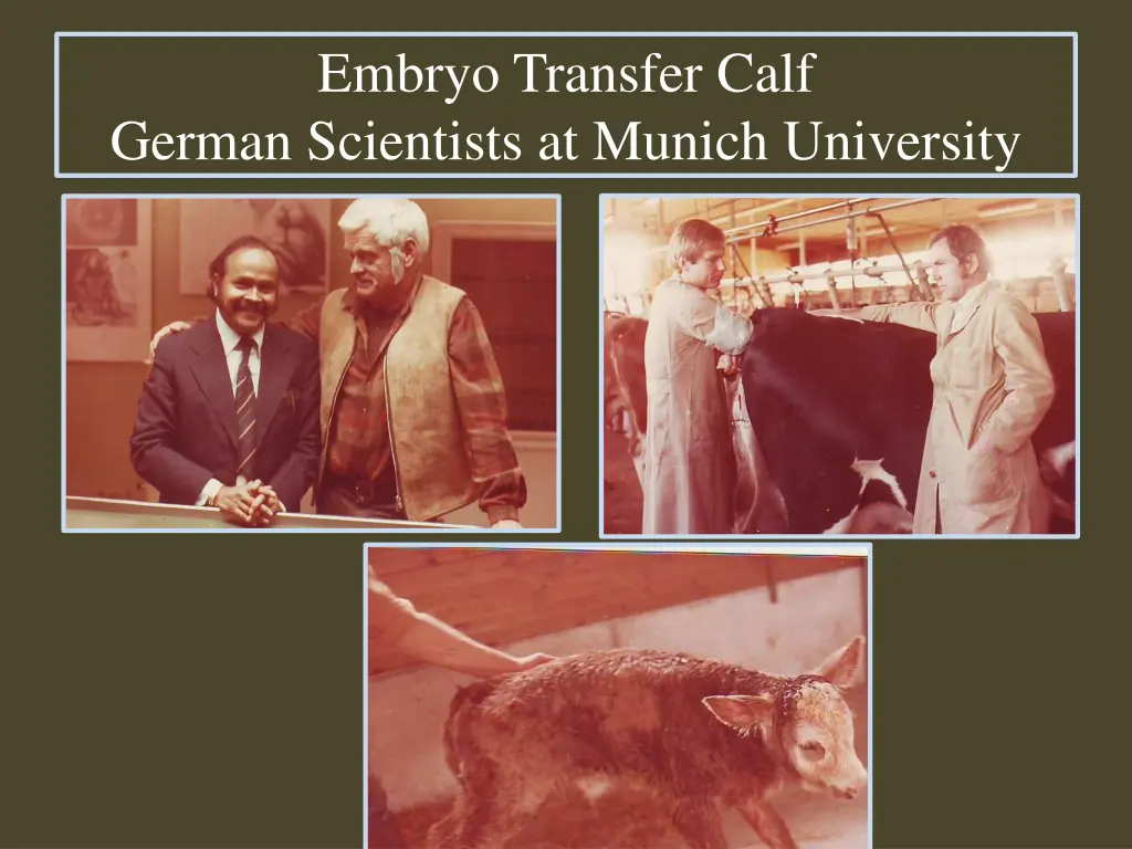 embryo transfer calf german scientists at munich