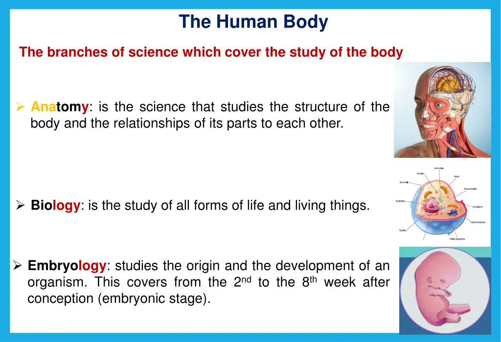 the human body 1
