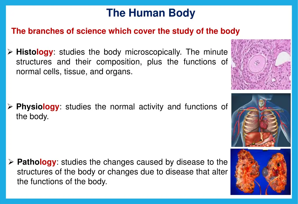 the human body 2