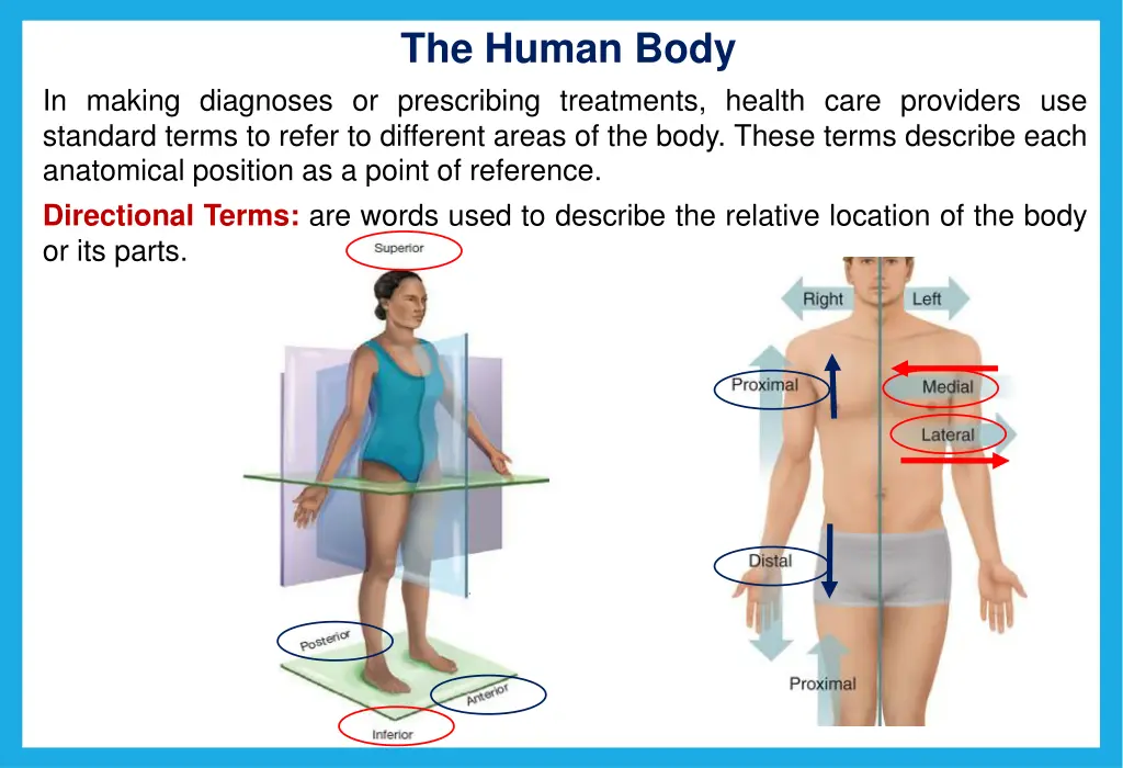 the human body 3