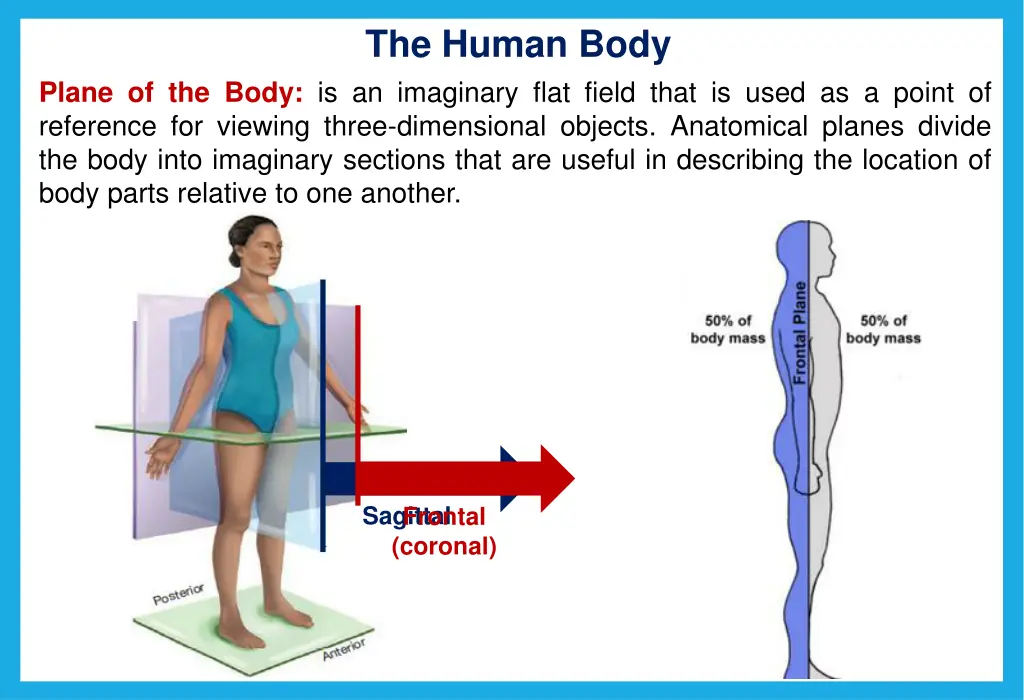the human body 4