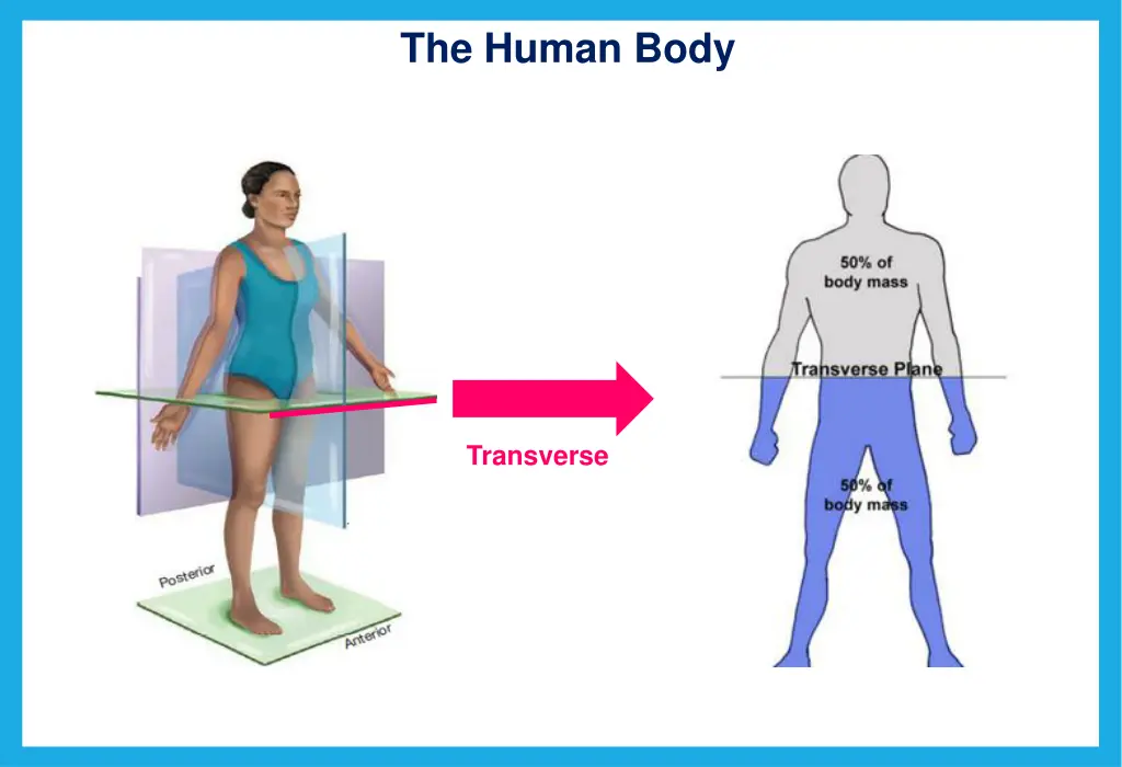 the human body 5