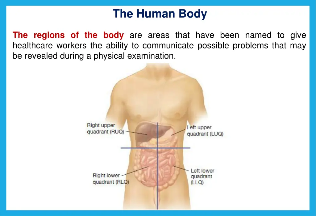 the human body 6