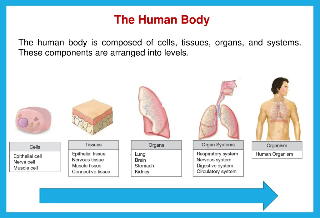 the human body