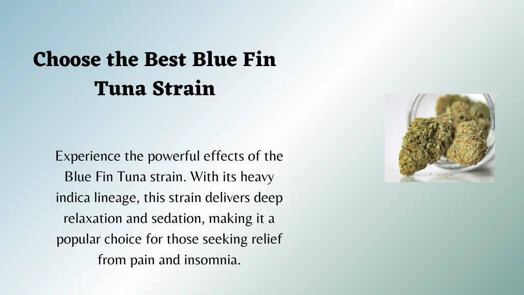 choose the best blue fin tuna strain