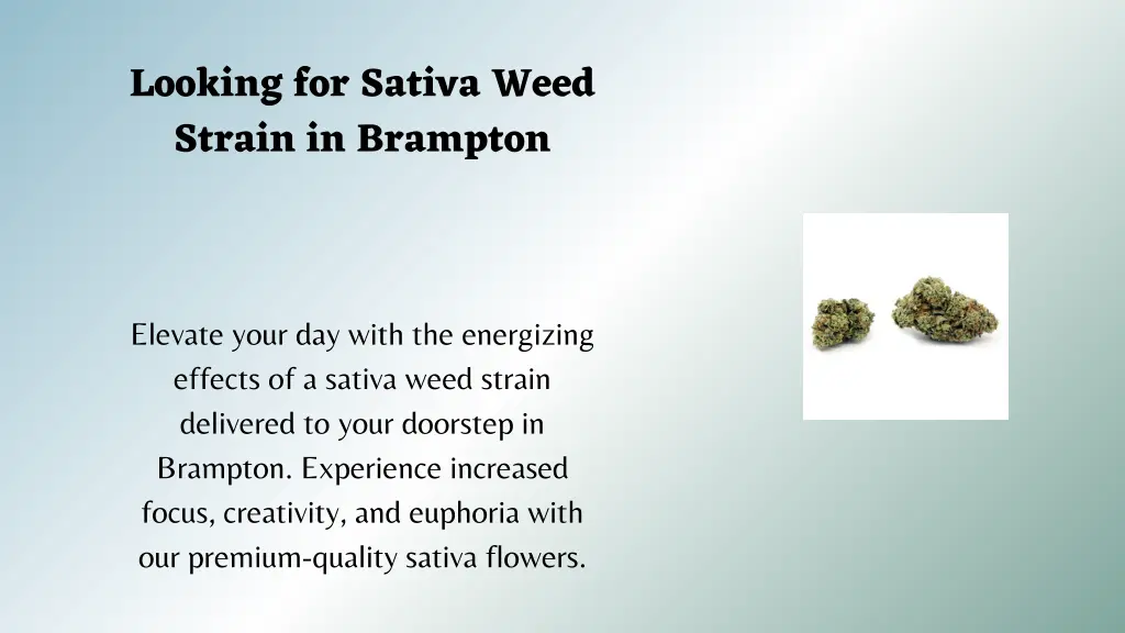 looking for sativa weed strain in brampton