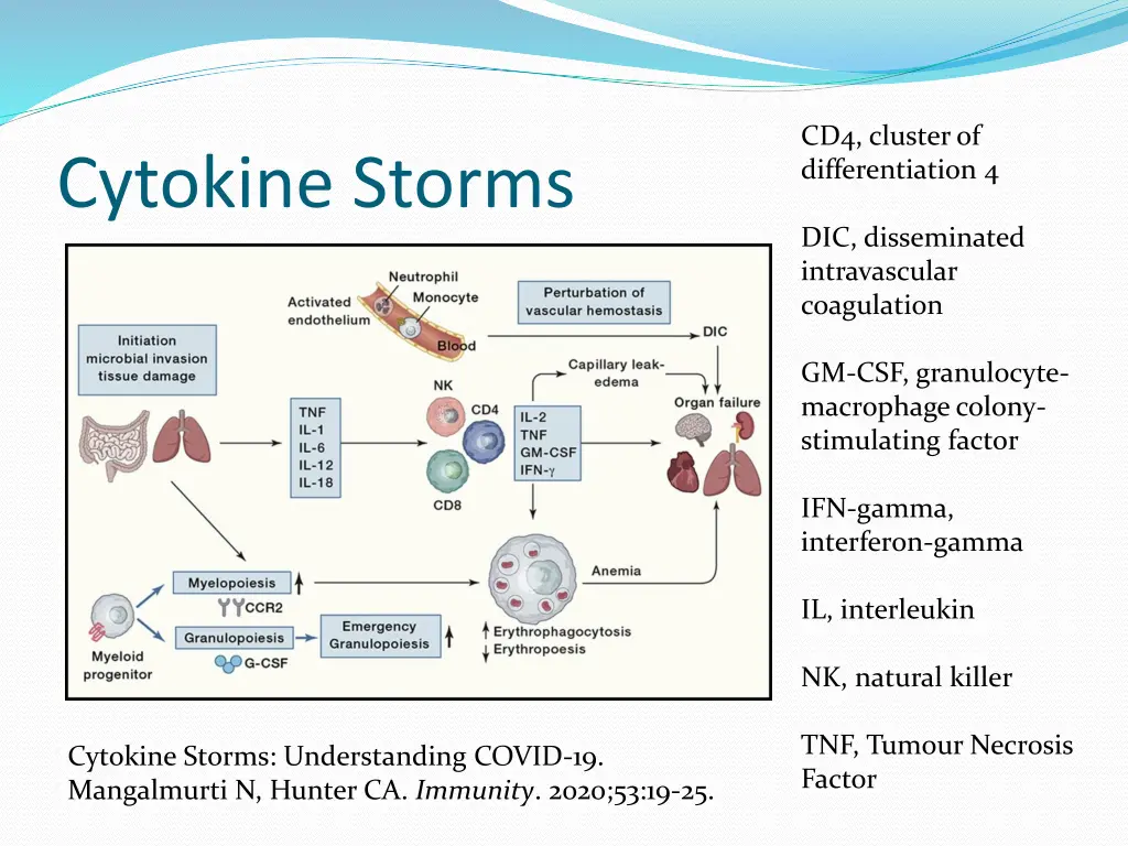 cd4 cluster of differentiation 4