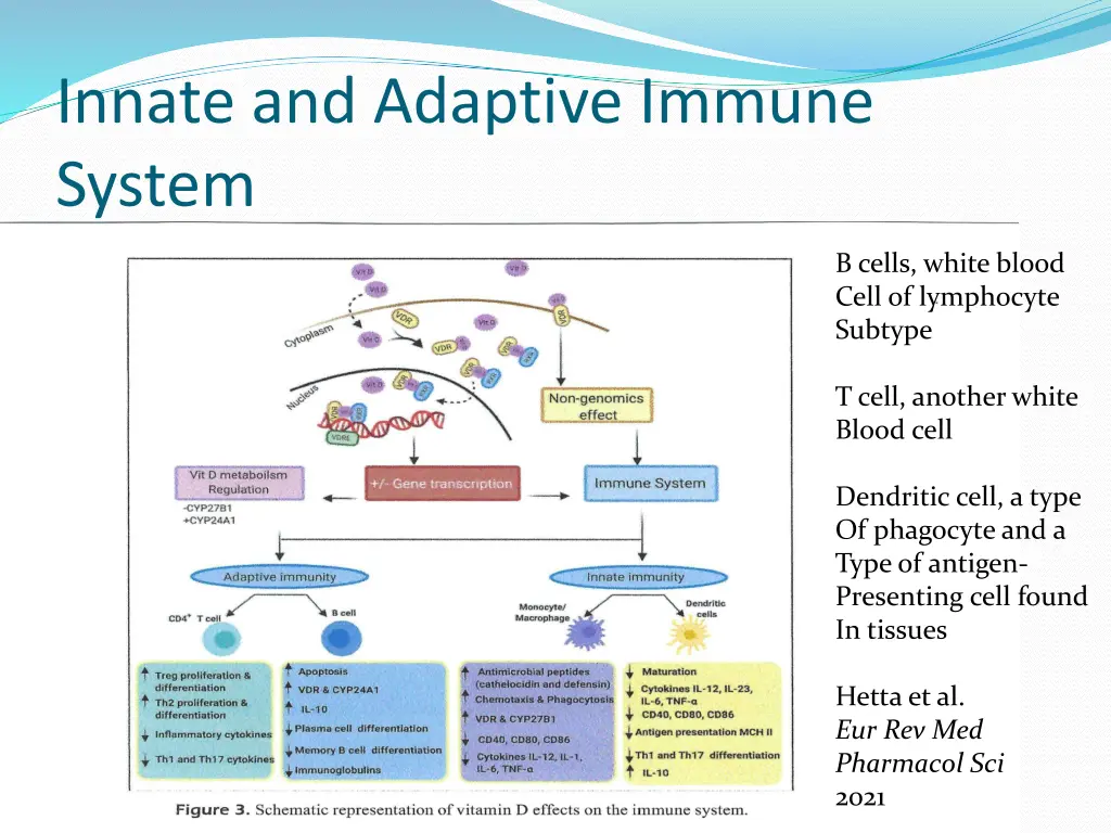 innate and adaptive immune system