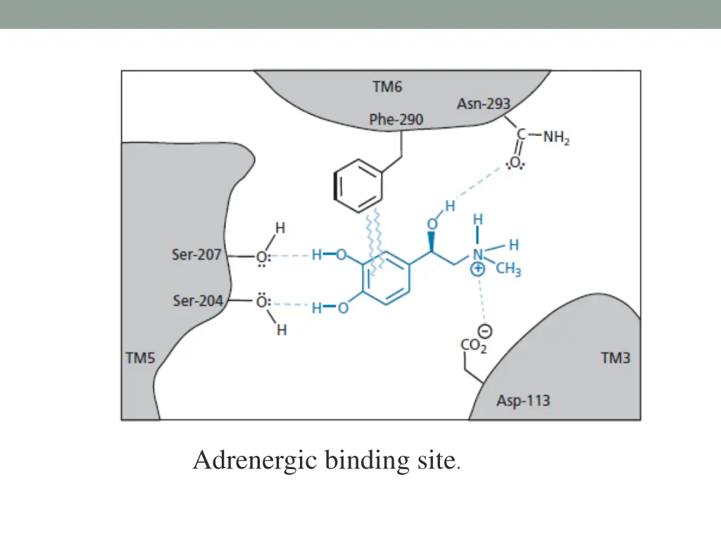 adrenergic binding site