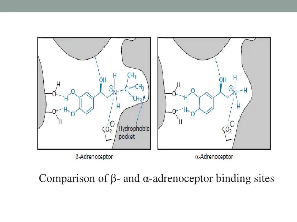 comparison of and adrenoceptor binding sites