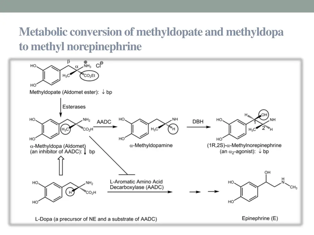 metabolic conversion of methyldopate