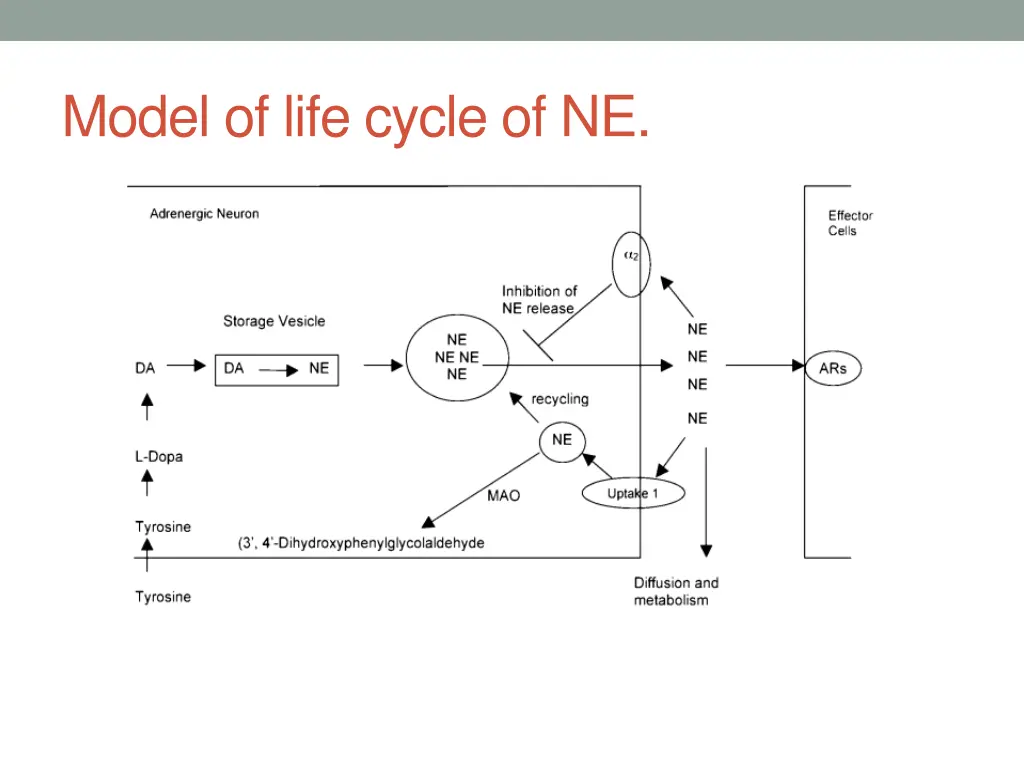 model of life cycle of ne