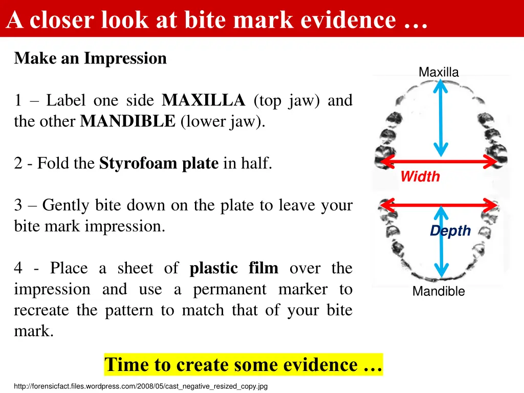 a closer look at bite mark evidence