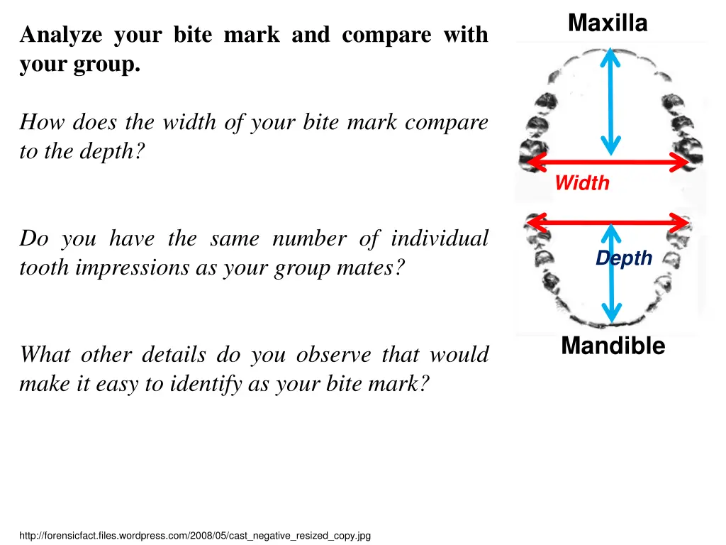 maxilla