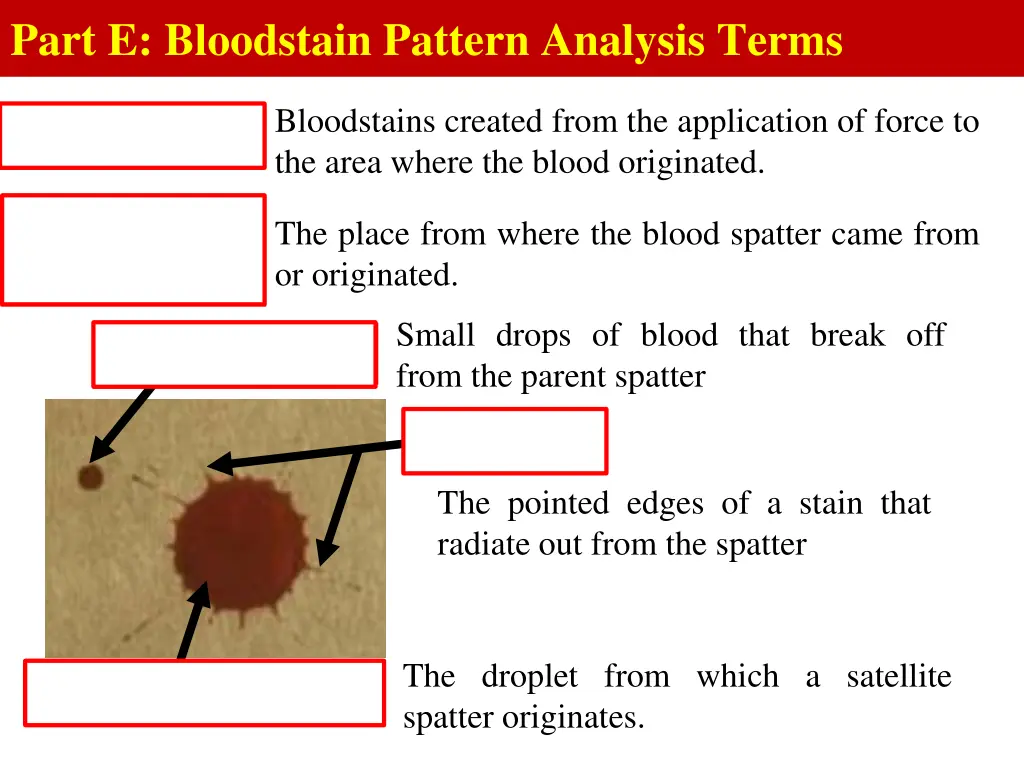 part e bloodstain pattern analysis terms